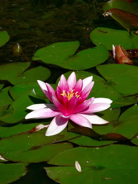 Red Waterlily. Uma lagoa . — Fotografia de Stock