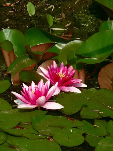Red waterlily. A pond. — Stock Photo, Image