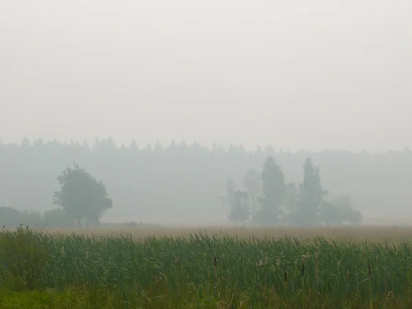 Morgenwiese. ein Nebel. — Stockfoto
