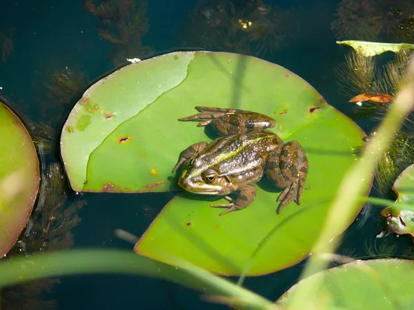 Frog. Waterlily. — Stock Photo, Image