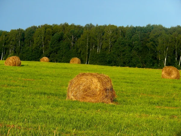 stock image Haystacks. A summer meadow. Landscape.