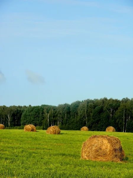 Haystacks. A summer meadow. Landscape. — Stock Photo, Image
