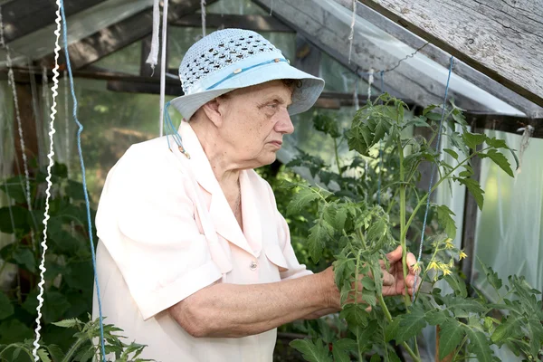 Stará žena ve skleníku v křoví — Stock fotografie