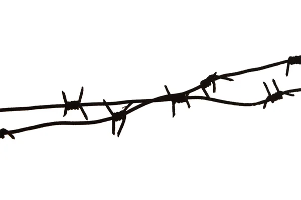 stock image Barbed wire and ant