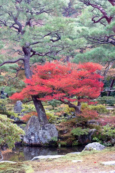 Ιαπωνικό κήπο του φθινοπώρου — Φωτογραφία Αρχείου