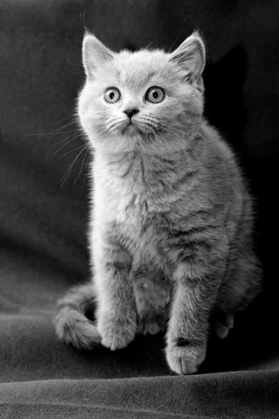 Синій Британська короткошерста кошеня — стокове фото