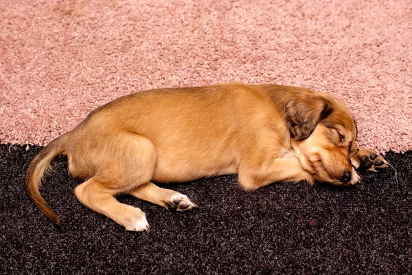 Спящий салукийский щенок — стоковое фото