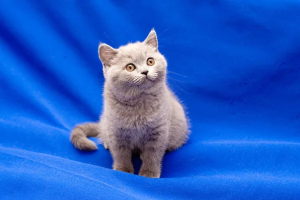 Brytyjski Stenografia niebieski kotek — Zdjęcie stockowe