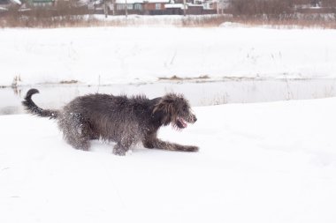 İrlandalı wolfhound