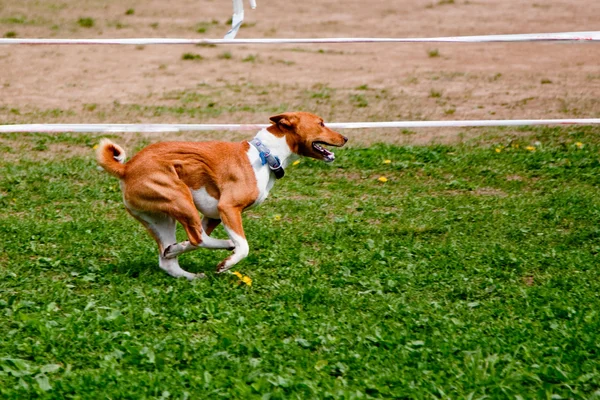 Correndo Basenji — Fotografia de Stock