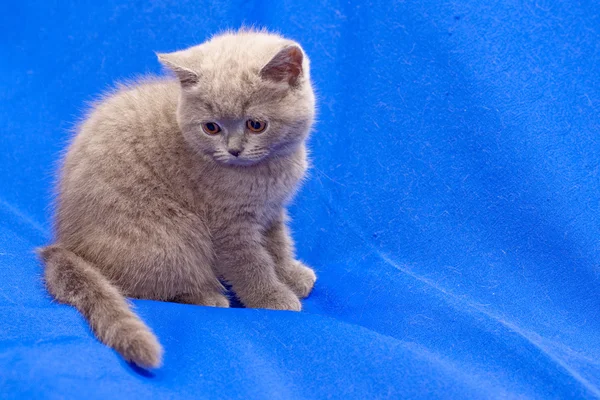 British shorthair blue kitten — Stock Photo, Image