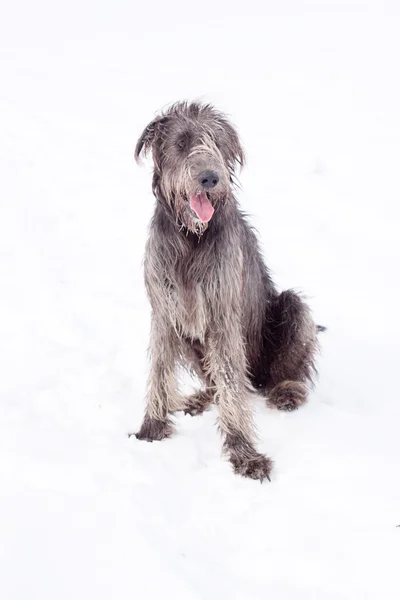 Irish wolfhound — Stock Photo, Image