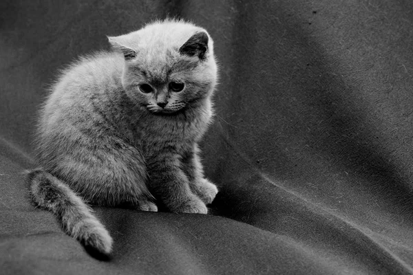 Brits korthaar blauwe kitten Stockafbeelding