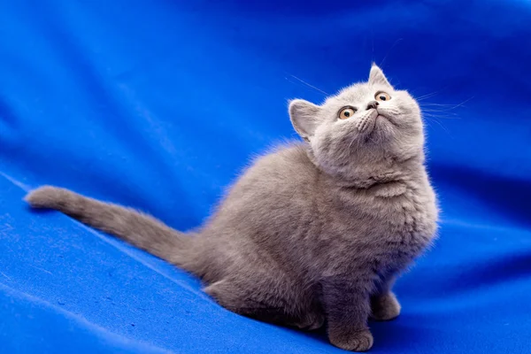Синій Британська короткошерста кошеня — стокове фото