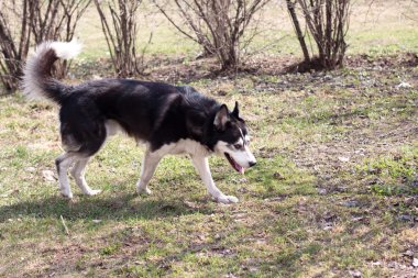 Husky yürüyüş