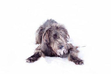 İrlandalı wolfhound