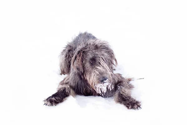 Ιρλανδικό wolfhound — Φωτογραφία Αρχείου