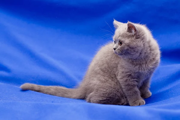 Короткий синий котенок — стоковое фото