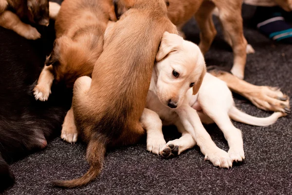 Giocare cuccioli di saluki — Foto Stock