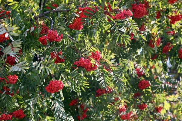 stock image Rowan berries