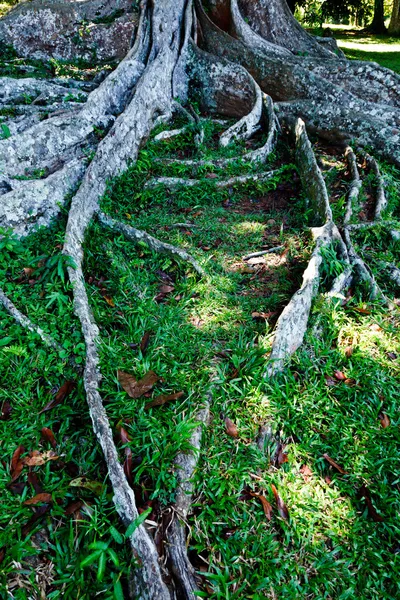 Raízes de árvores — Fotografia de Stock