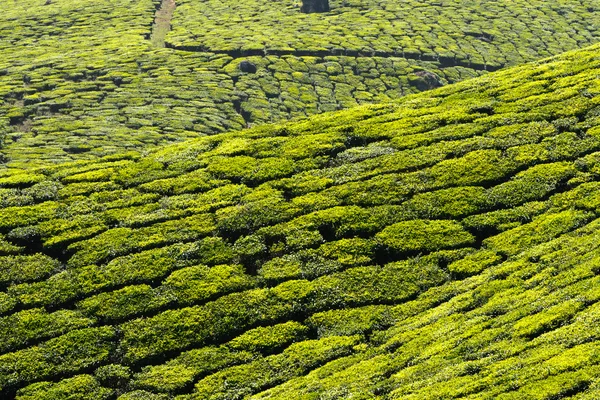 Plantaciones de té — Foto de Stock
