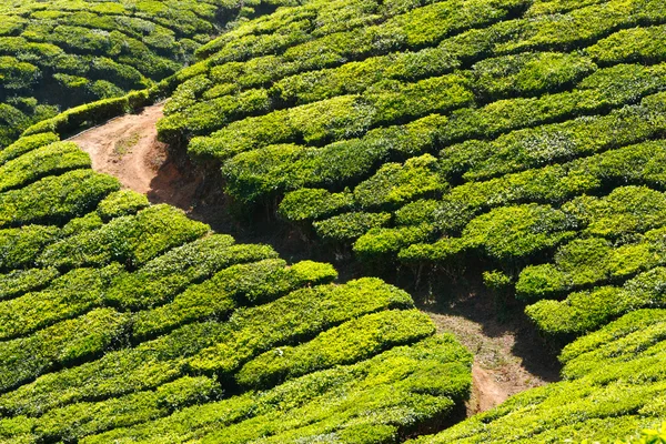 Plantações de chá — Fotografia de Stock