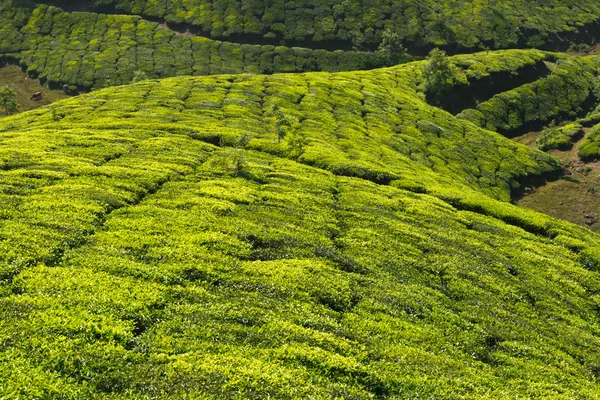 Plantaciones de té —  Fotos de Stock
