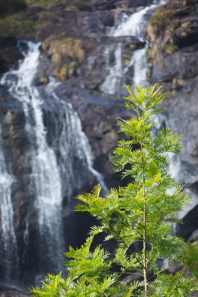 滝の背景の木 — ストック写真