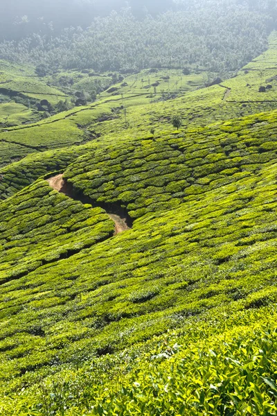 Tea plantations — Stock Photo, Image