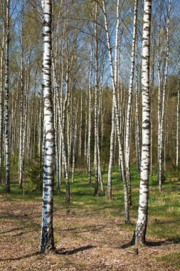 Birch grove clipart