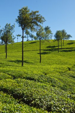 çay tarlaları