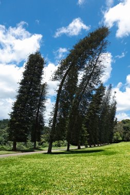 Crooked Cook Pines (Araucaria columnaris) clipart