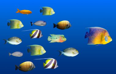 Leadership concept - big fish leading school of tropical fishes