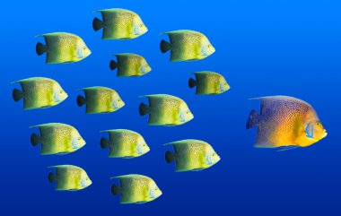 Leadership concept - big fish leading school of tropical fishes clipart