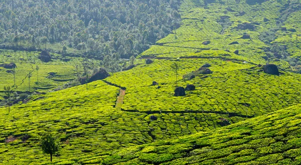 Panorama piantagioni di tè — Foto Stock
