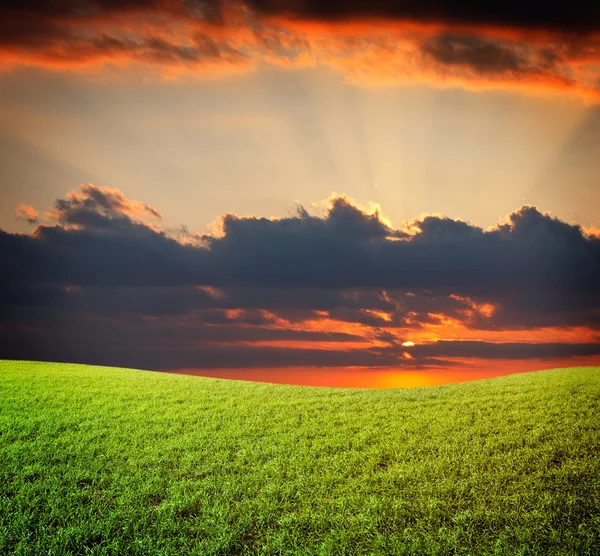 Tramonto sole e campo di erba fresca verde sotto il cielo blu — Foto Stock