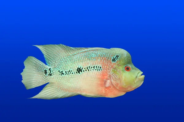 Izole tropikal balık — Stok fotoğraf