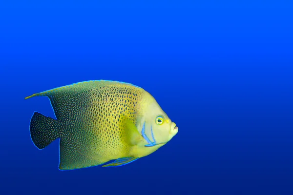 Angelfish in aquarium geïsoleerd — Stockfoto
