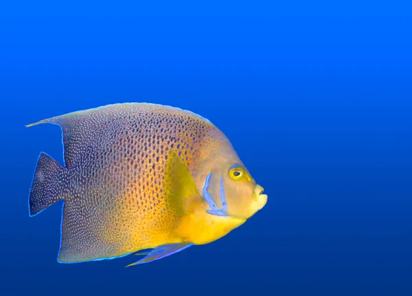 熱帯のサンゴ礁の魚のエンゼルフィッシュ — ストック写真