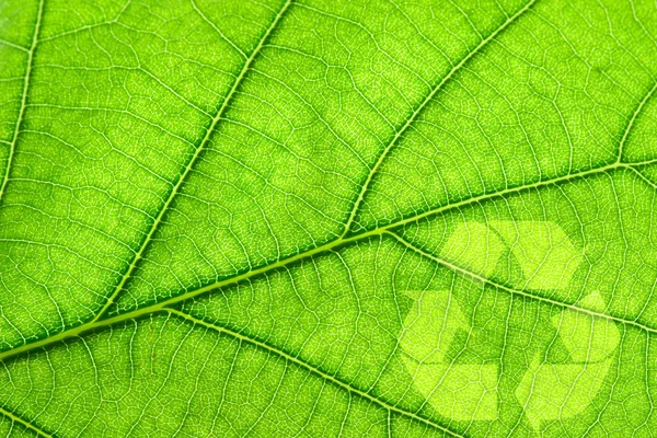葉の上のシンボルのリサイクル — ストック写真