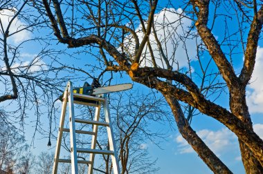 Tree sky clipart