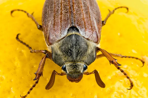 Maybug — Φωτογραφία Αρχείου