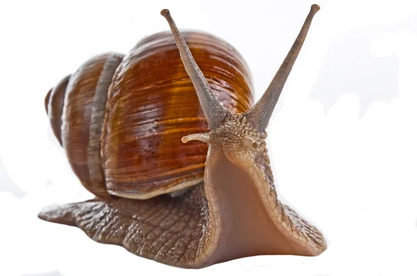 葡萄蜗牛 — 图库照片