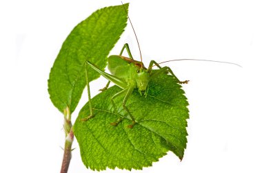 Locust clipart