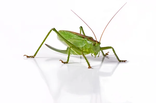 메뚜기 — 스톡 사진