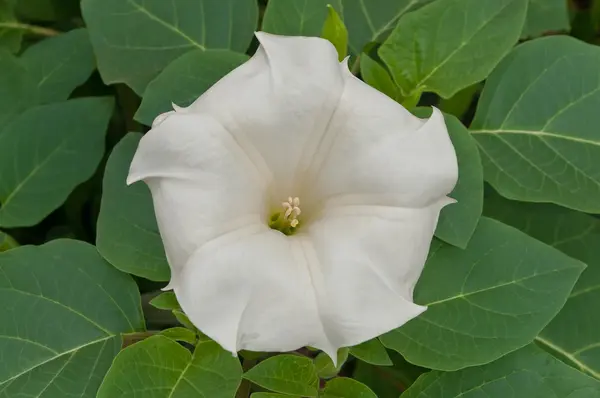 stock image Flower