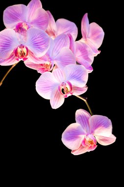 Orchideen clipart