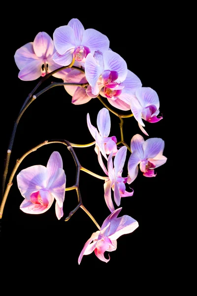 Orchideen — 图库照片