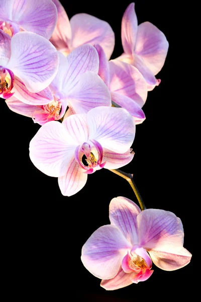 Orkide. — Stok fotoğraf